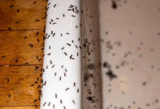 Best Flea Control Services  in Hartford, AL